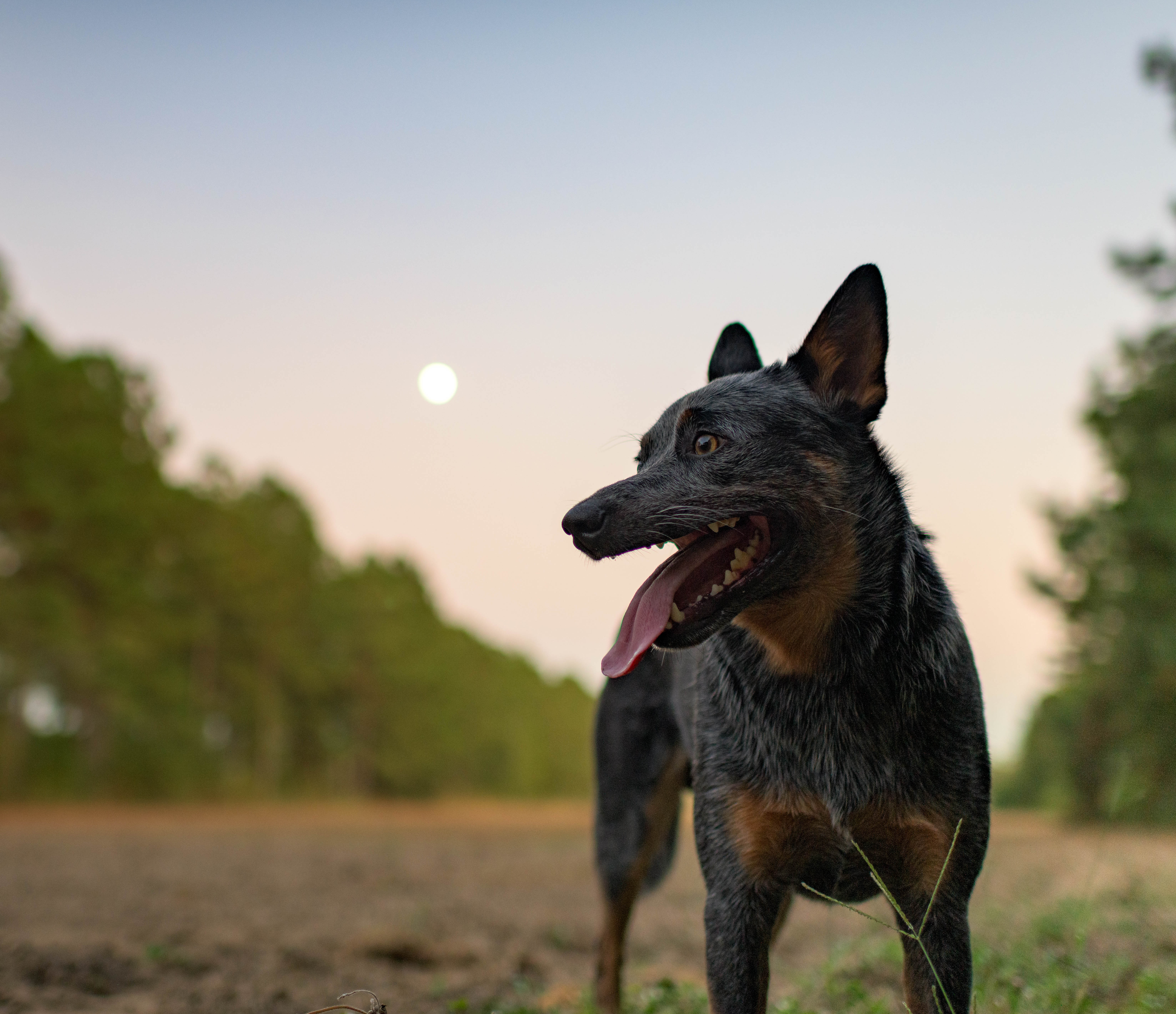 Heels, Heelers & Healing