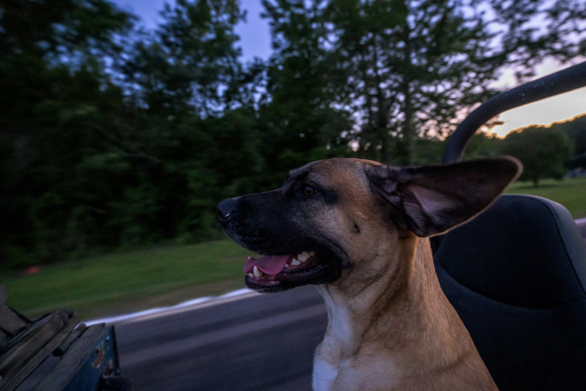 Photograph from Dirty Blue Heeler